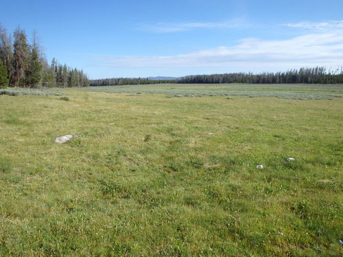 GDMBR: Park Creek Meadow.